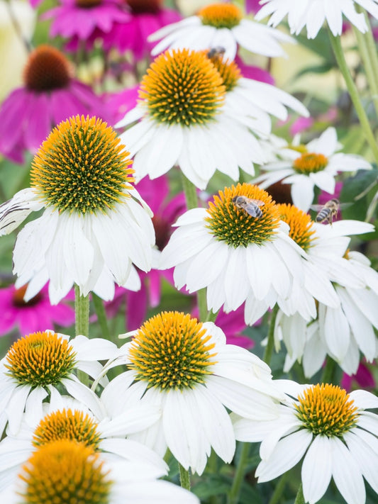 Jeżówka purpurowa Echinacea purpurea 'Pow Wow White'