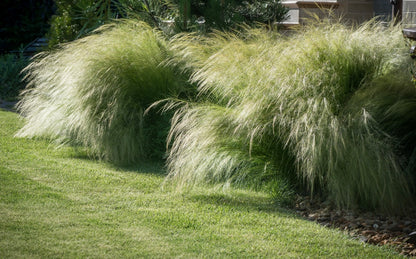 Ostnica cieniutka Stipa tenuissima 'Pony Tails'