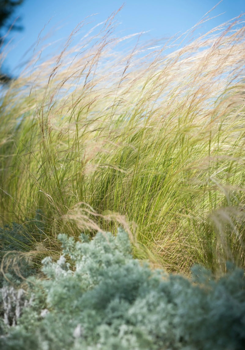 Ostnica cieniutka Stipa tenuissima 'Pony Tails'