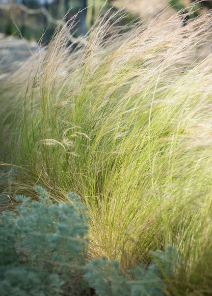 Ostnica cieniutka Stipa tenuissima 'Pony Tails'
