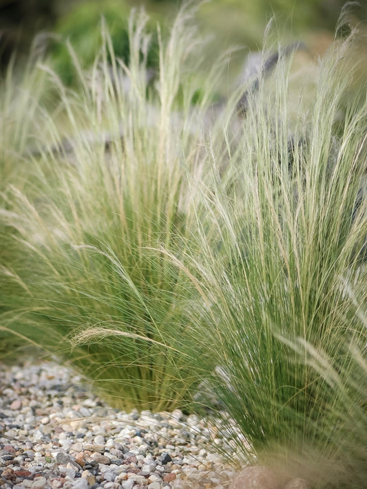 Ostnica cieniutka Stipa tenuissima 'Pony Tails'