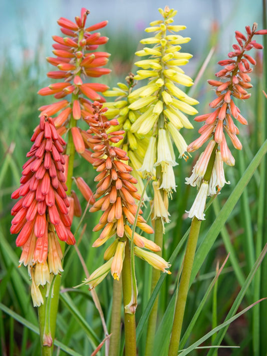 Trytoma groniasta Kniphofia uvaria 'Flamenco'