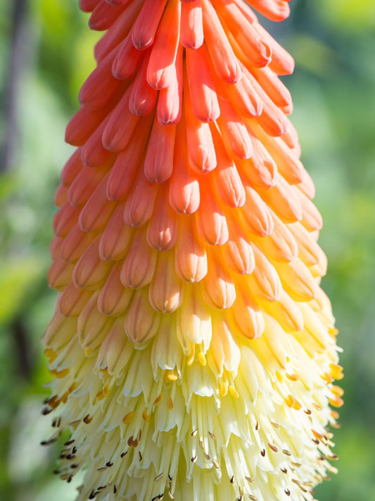 Trytoma groniasta Kniphofia uvaria 'Royal Castle'