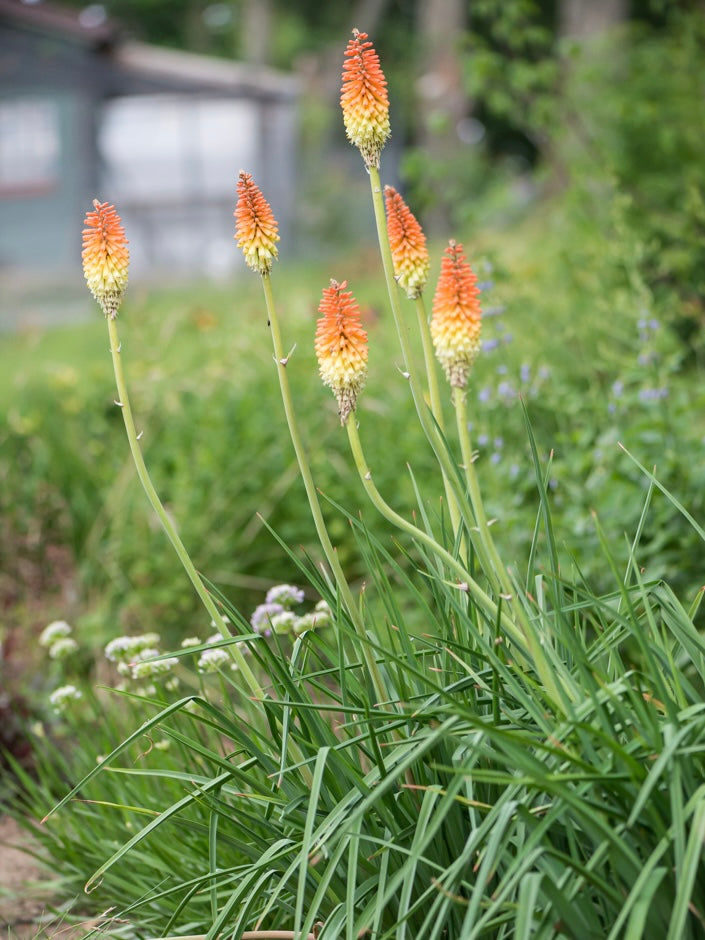 Trytoma groniasta Kniphofia uvaria 'Royal Castle'