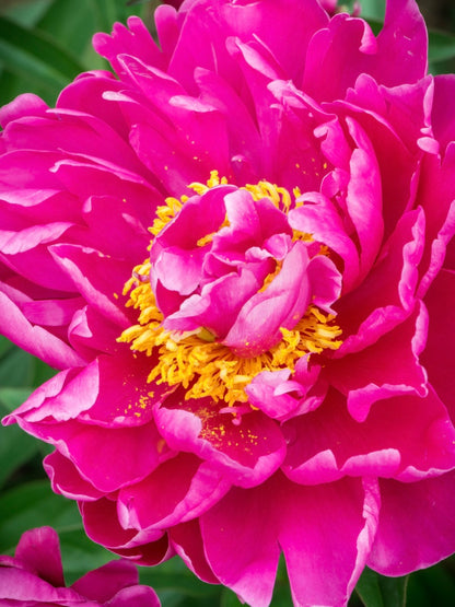 Piwonia chińska Paeonia lactiflora 'Karl Rosenfield'