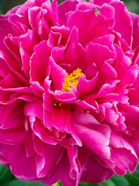 Piwonia chińska Paeonia lactiflora 'Karl Rosenfield'