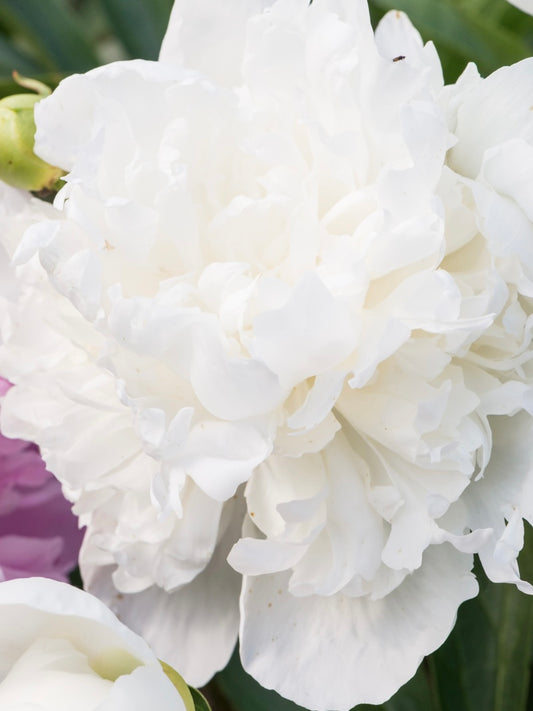 Piwonia chińska Paeonia lactiflora 'Duchesse de Nemours'