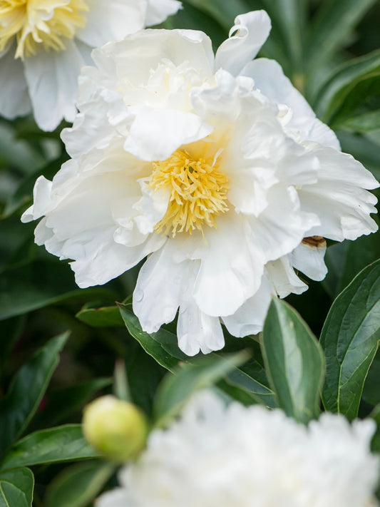 Piwonia chińska Paeonia lactiflora 'Bridal Icing'