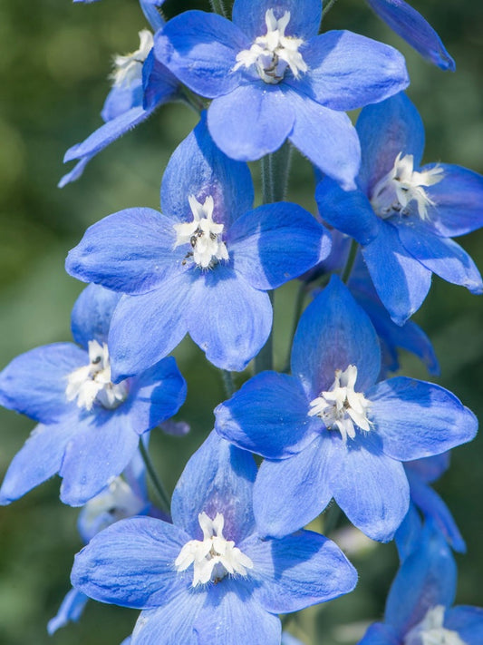 Ostróżka Delphinium Pacific Series 'Summer Skies'
