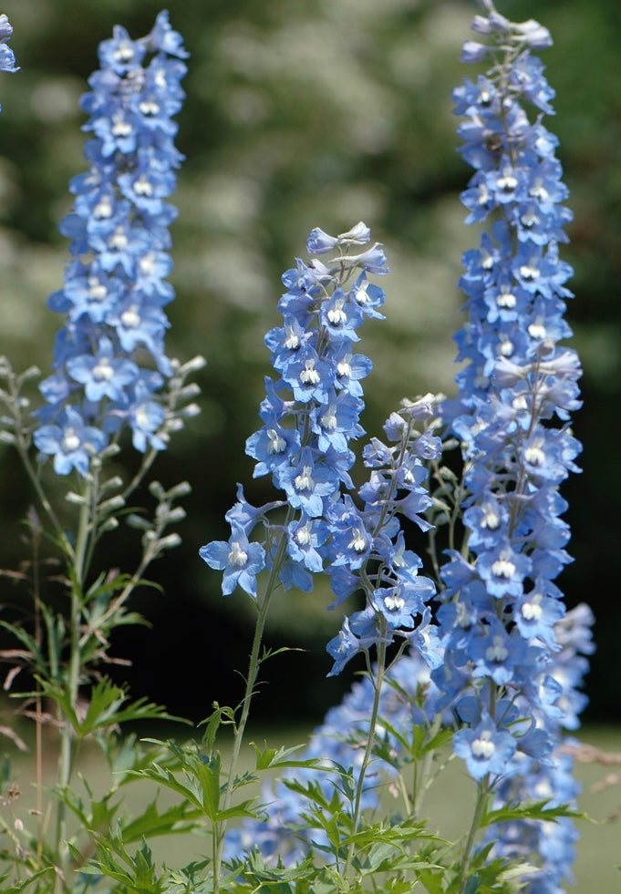 Ostróżka Delphinium Pacific Series 'Summer Skies'