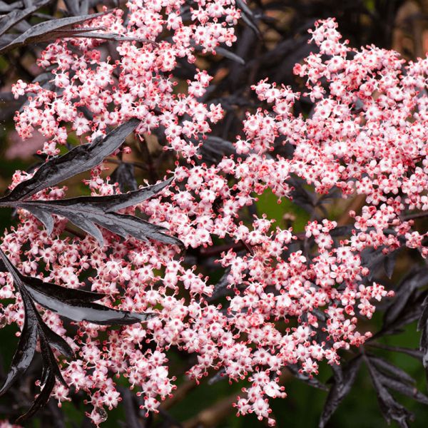 Sambucus nigra Bez czarny 'Black Lace'