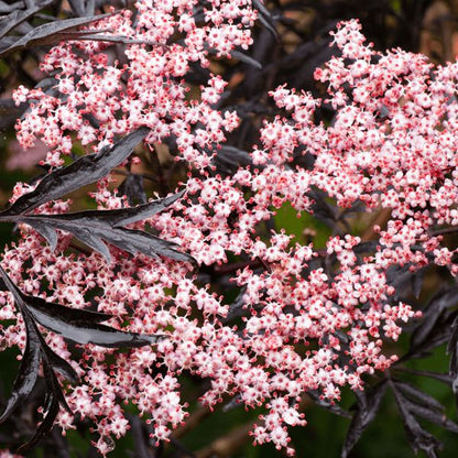 Sambucus nigra Bez czarny 'Black Lace'