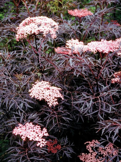 Sambucus nigra Bez czarny 'Black Lace'
