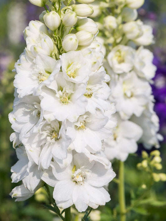 Ostróżka Delphinium Magic F. 'White'