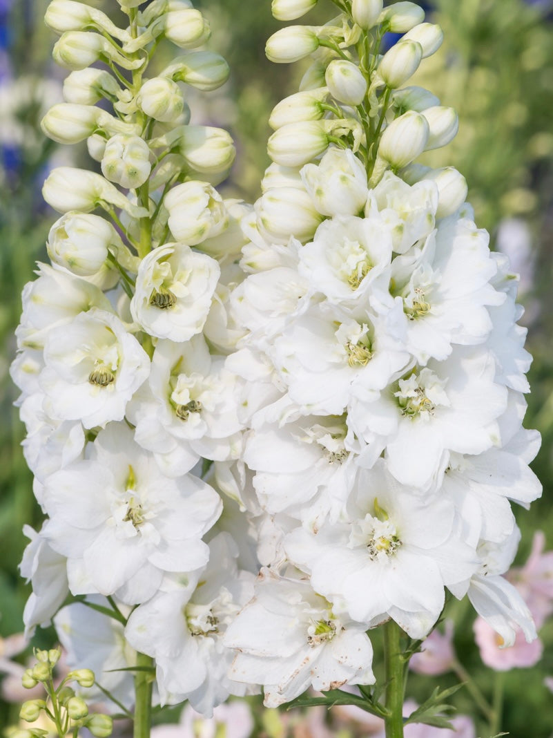 Ostróżka Delphinium Magic F. 'White'