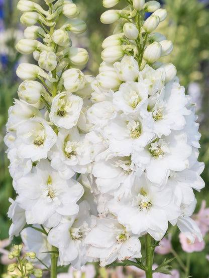 Ostróżka Delphinium Magic F. 'White'