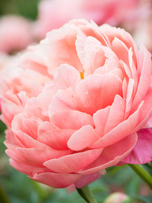Piwonia Paeonia 'Pink Hawaiian Coral'