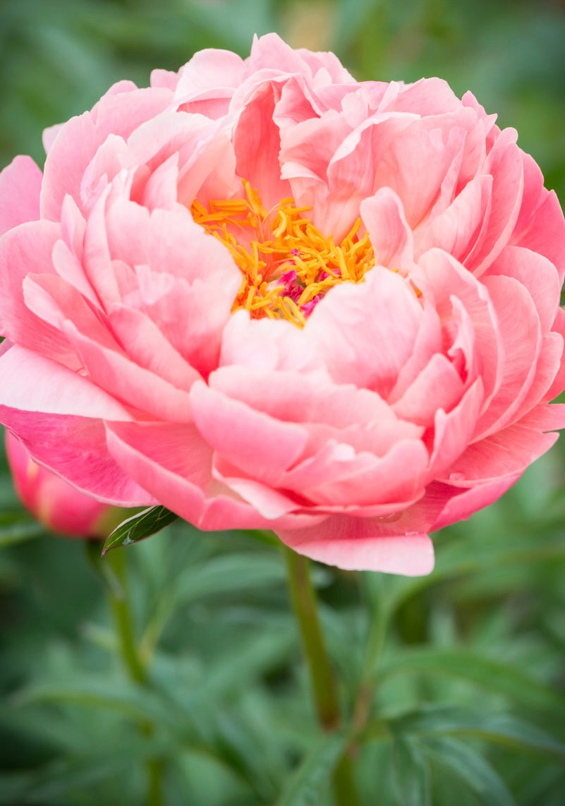 Piwonia Paeonia 'Pink Hawaiian Coral'