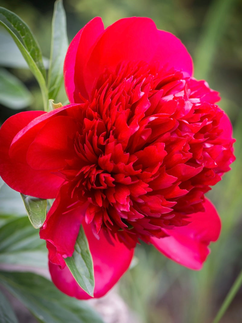 Piwonia Paeonia 'Red Charm'