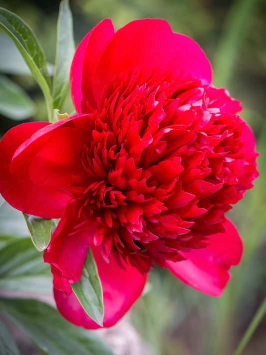 Piwonia Paeonia 'Red Charm'