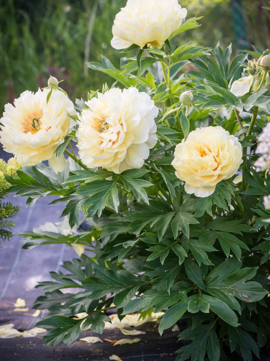 Piwonia Itoh Paeonia itoh 'Bartzella'