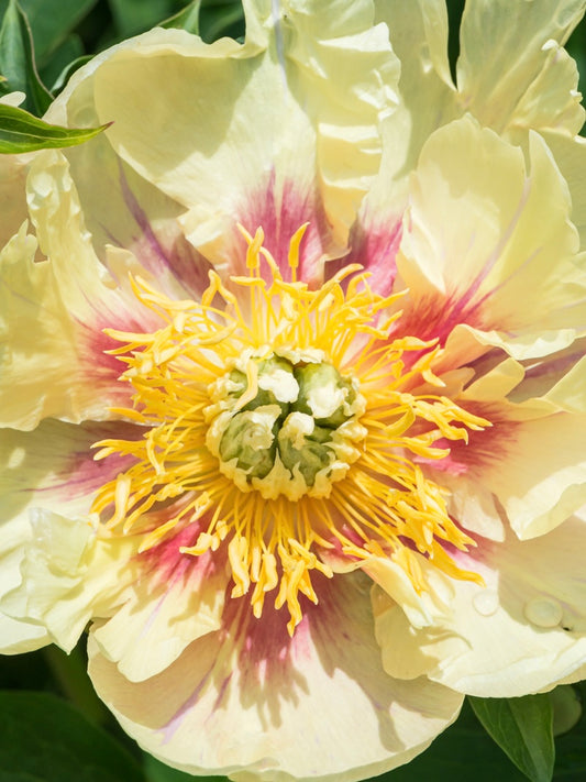 Piwonia Itoh Paeonia itoh 'Prarie Charm'