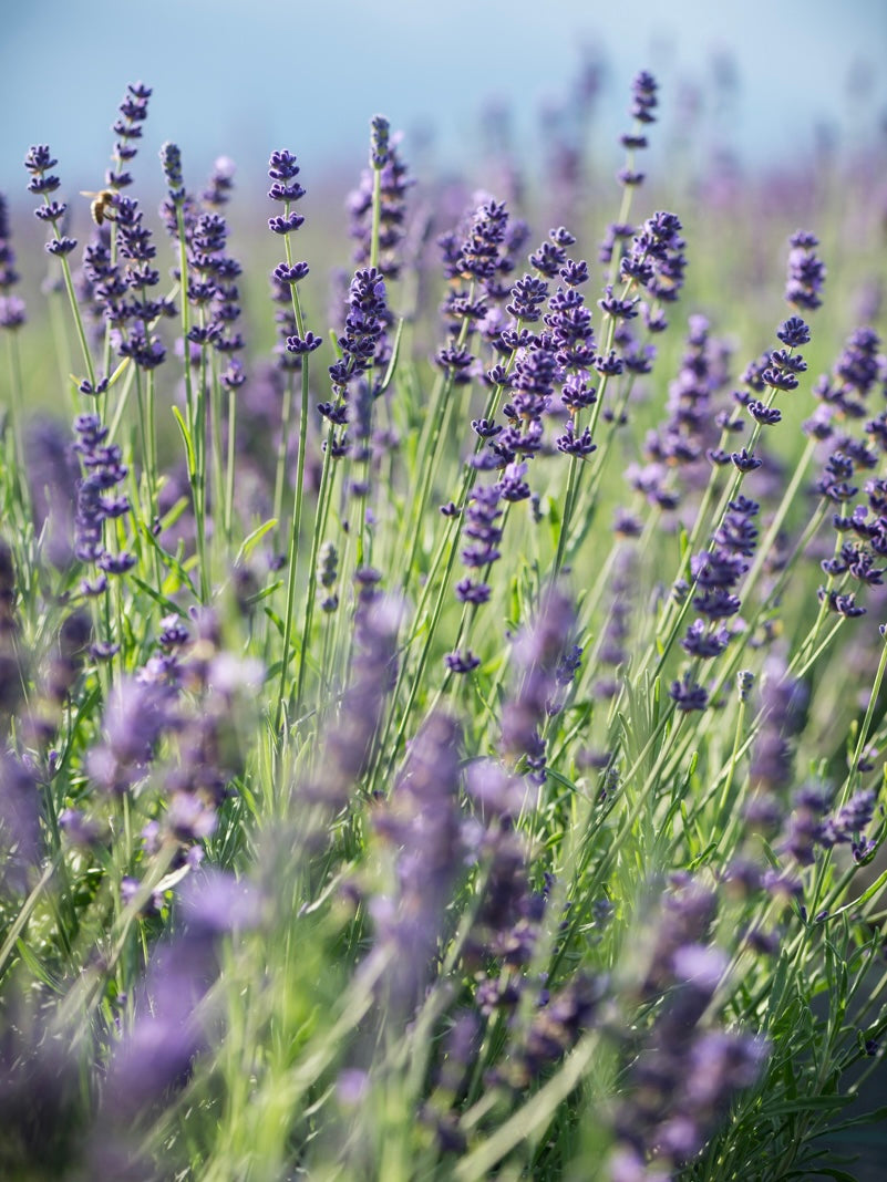 Lawenda wąskolistna Lavandula angustifolia 'Hidcote Blue Strain'