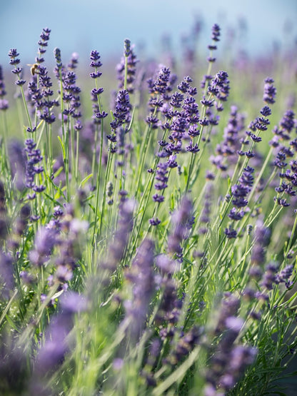 Lawenda wąskolistna Lavandula angustifolia 'Hidcote Blue Strain'