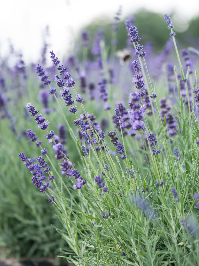 Lawenda wąskolistna Lavandula angustifolia 'Hidcote Blue Strain'