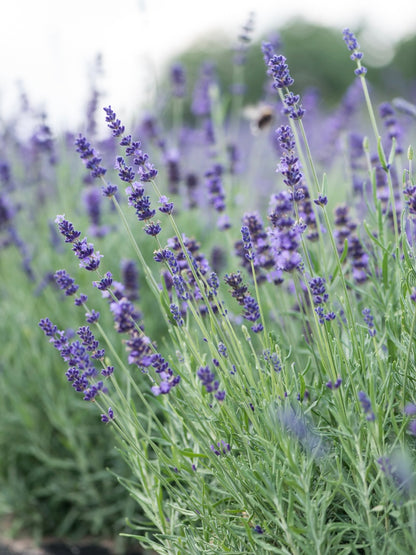 Lawenda wąskolistna Lavandula angustifolia 'Hidcote Blue Strain'