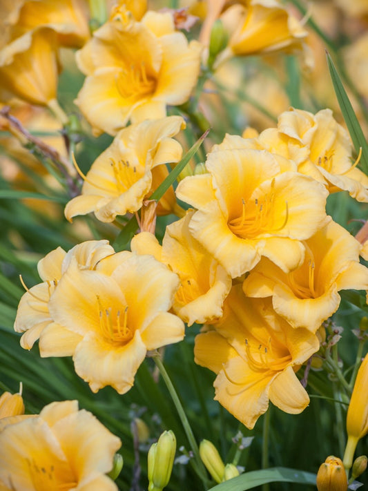 Liliowiec ogrodowy Hemerocallis 'Stella d'Oro'
