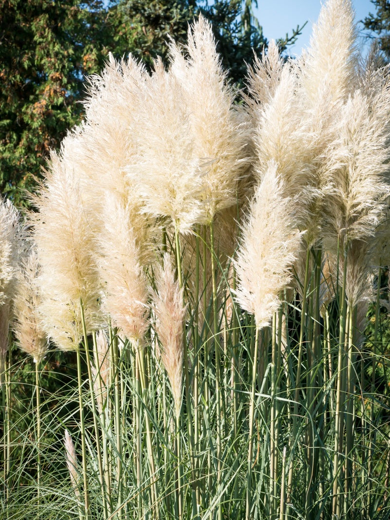 Trawa pampasowa Cortaderia selloana 'White Feather'