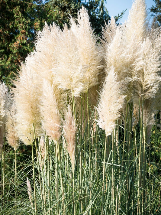 Trawa pampasowa Cortaderia selloana 'White Feather'