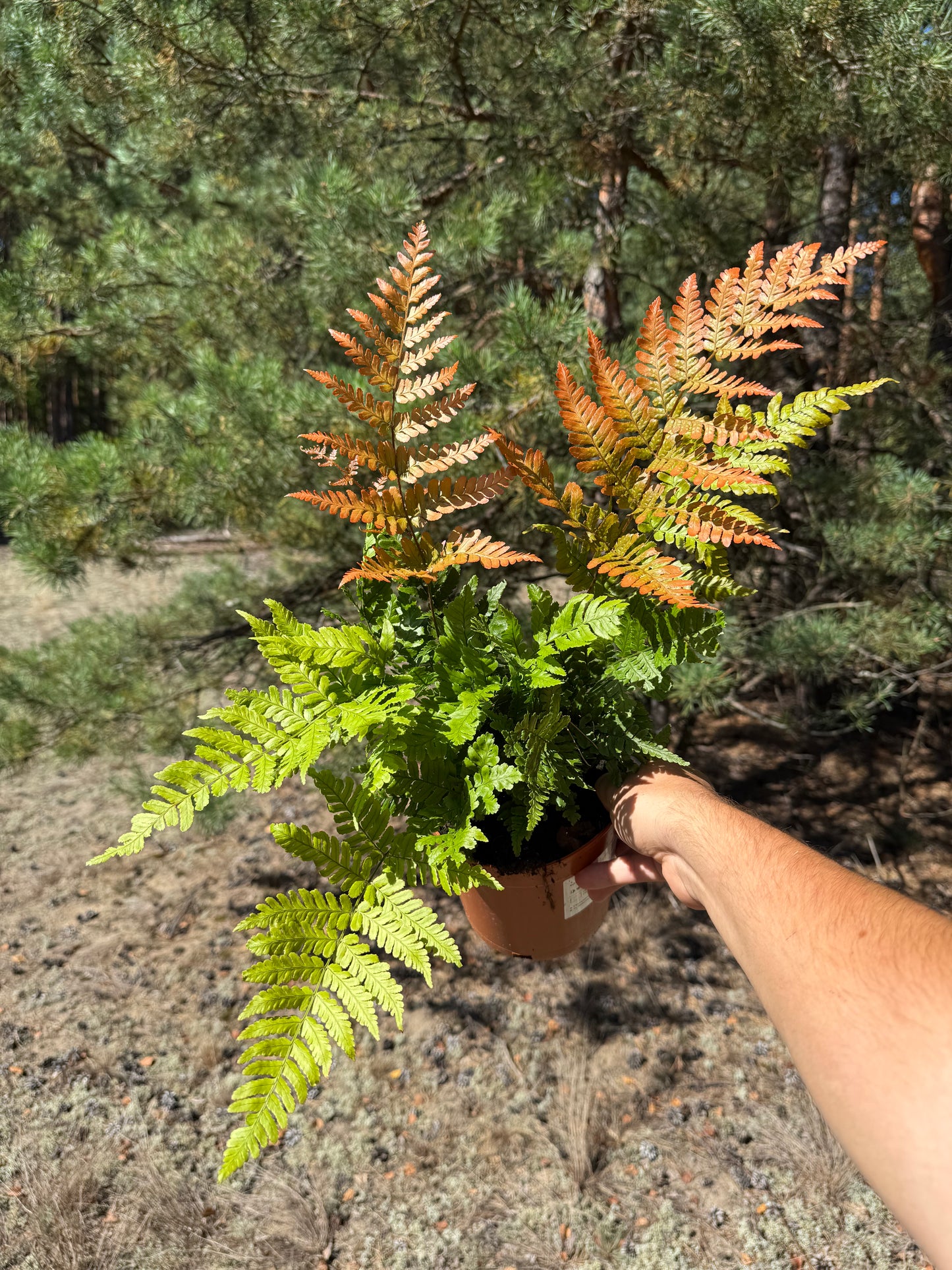 Narecznica czerwonozawijkowa Dryopteris erythrosora