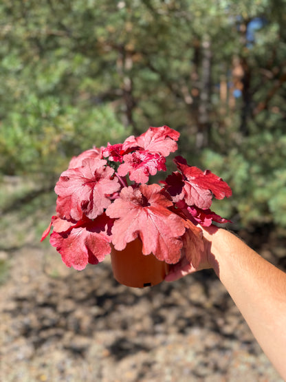 Żurawka Heuchera 'Fire Alarm'