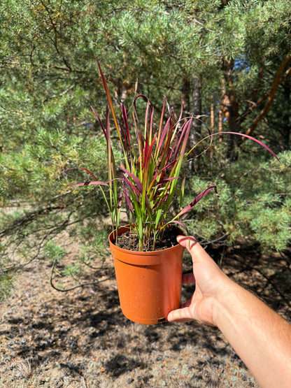 Imperata cylindryczna Imperata cylindrica 'Red Baron'