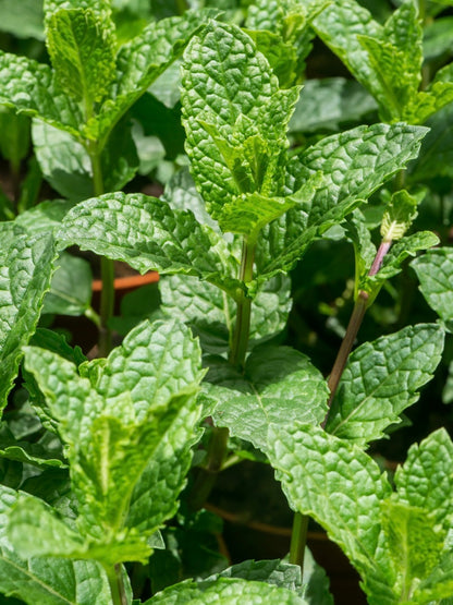 Mięta kłosowa Mentha spicata 'Moroccan'