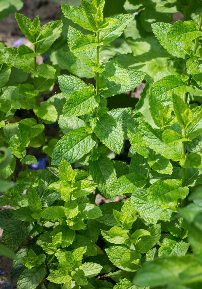 Mięta kłosowa Mentha spicata 'Moroccan'