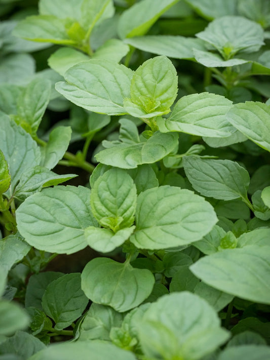 Mięta okrągłolistna Mentha rotundifolia 'Eau de Cologne'