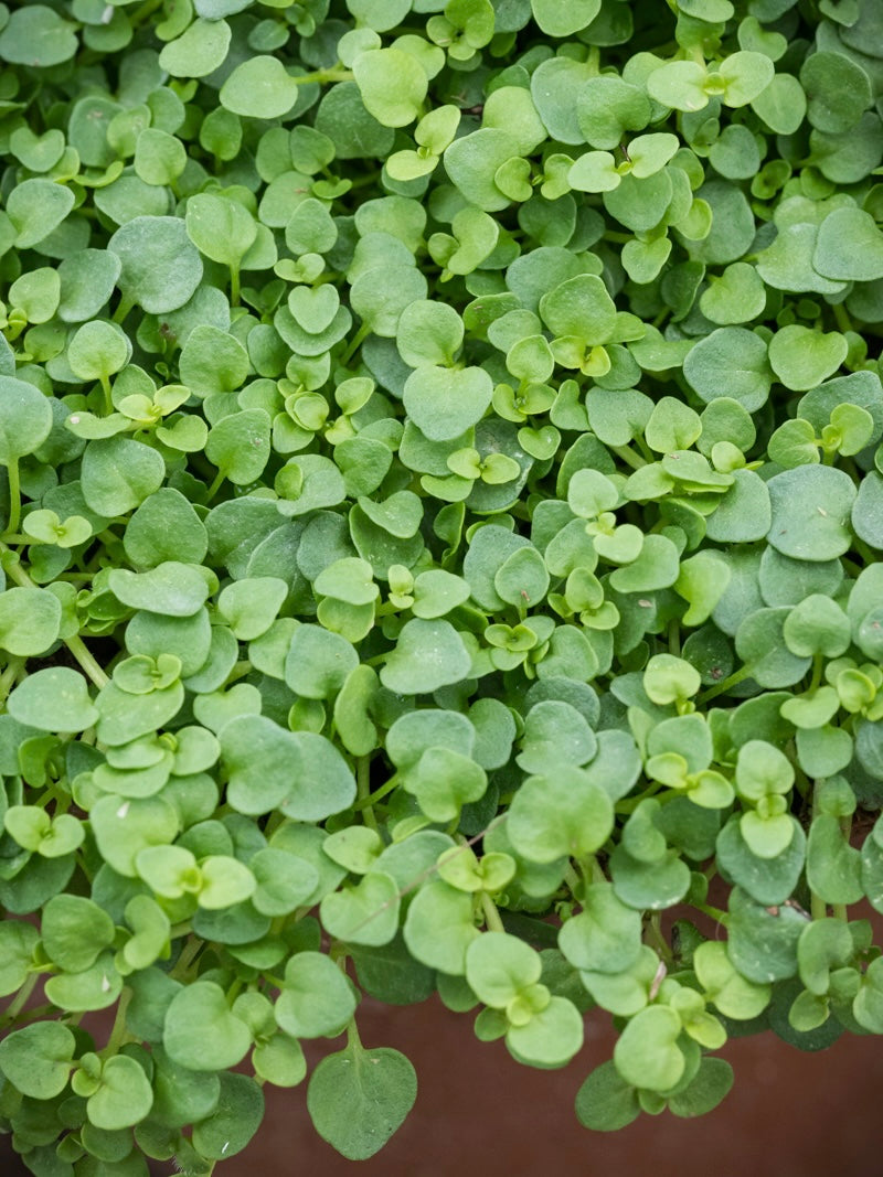 Mięta korsykańska Mentha requienii