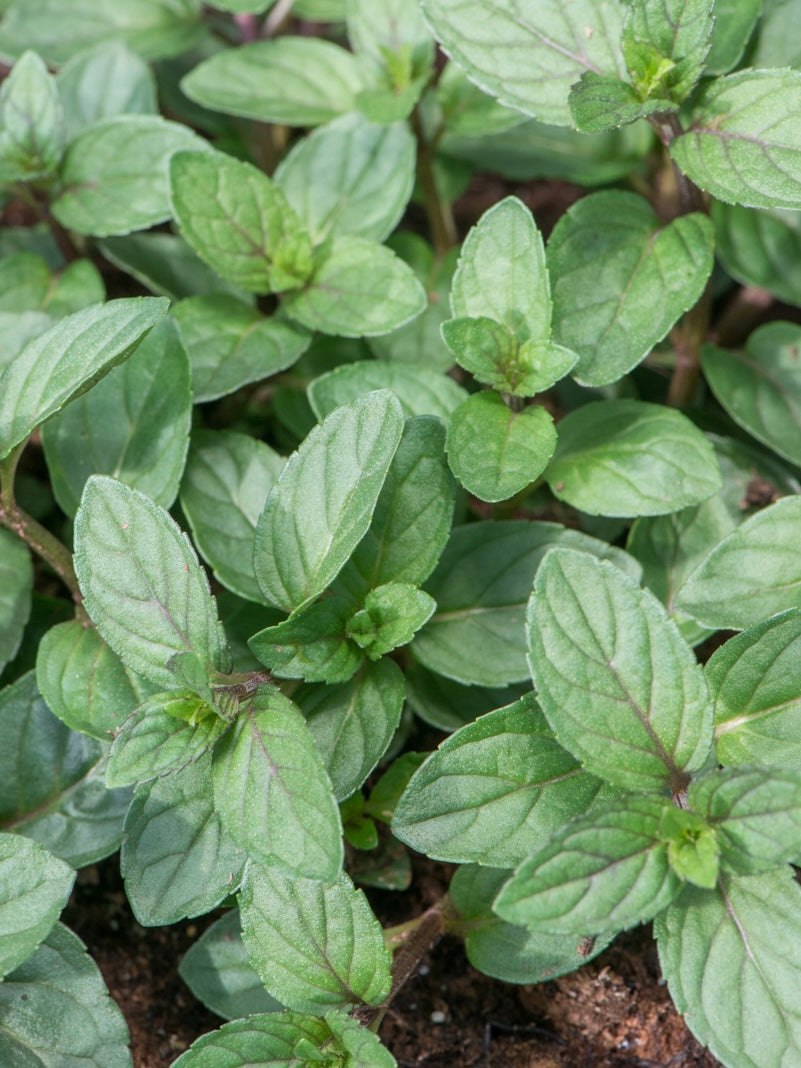 Mięta czekoladowa Mentha piperita f. citrata 'Chocolate'