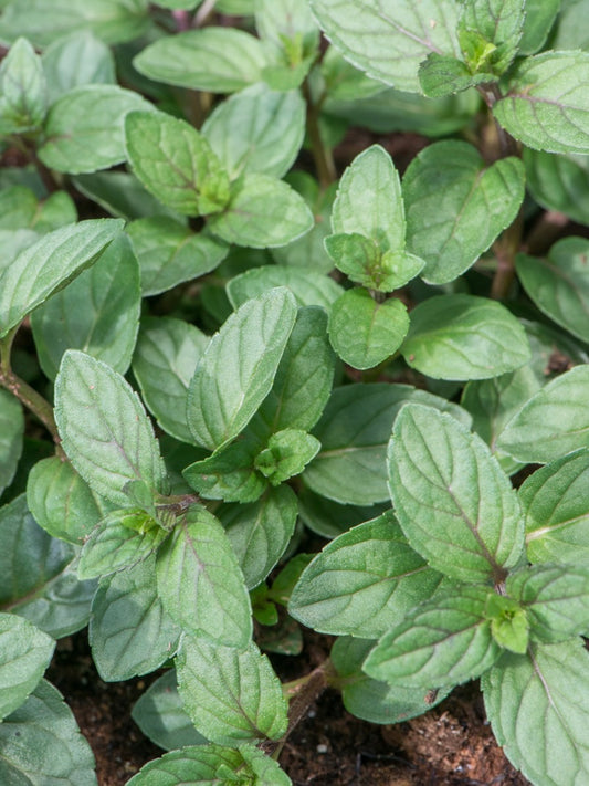 Mięta czekoladowa Mentha piperita f. citrata 'Chocolate'