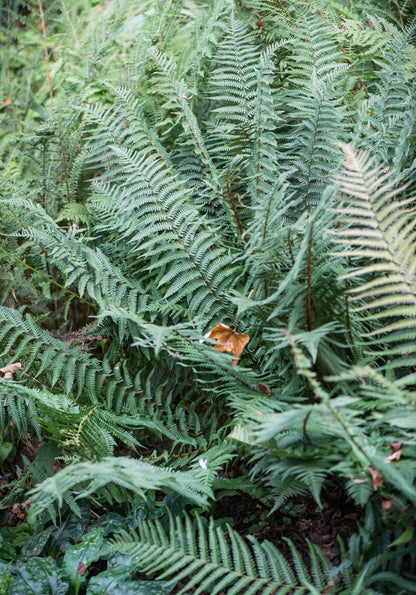 Narecznica Wallicha Dryopteris wallichiana