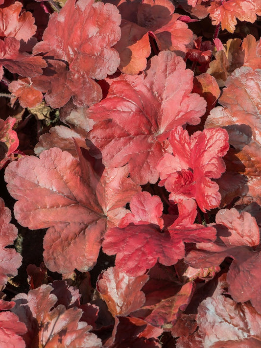 Żurawka Heuchera 'Fire Alarm'