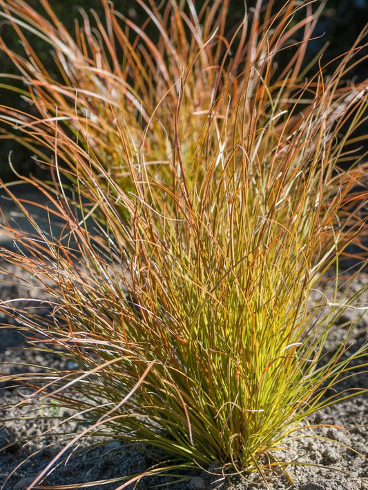 Turzyca ceglasta Carex testacea 'Prairie Fire'