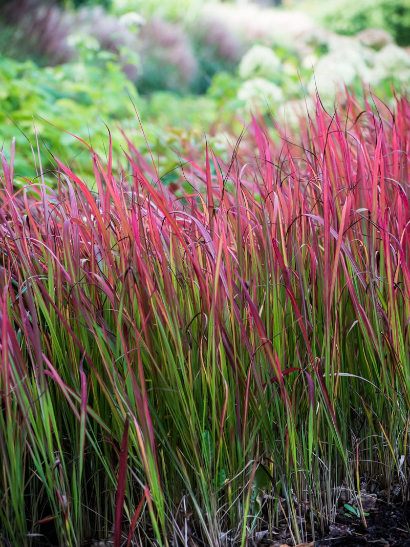Imperata cylindryczna Imperata cylindrica 'Red Baron'