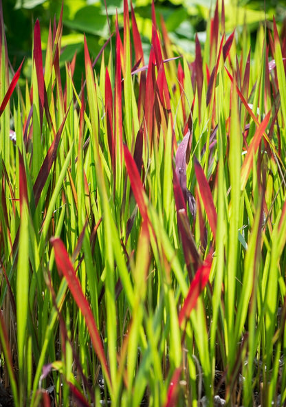 Imperata cylindryczna Imperata cylindrica 'Red Baron'