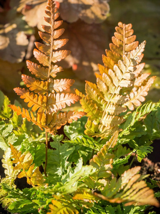 Narecznica czerwonozawijkowa Dryopteris erythrosora