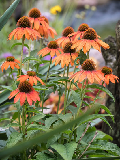 Jeżówka Echinacea 'Lakota Orange'