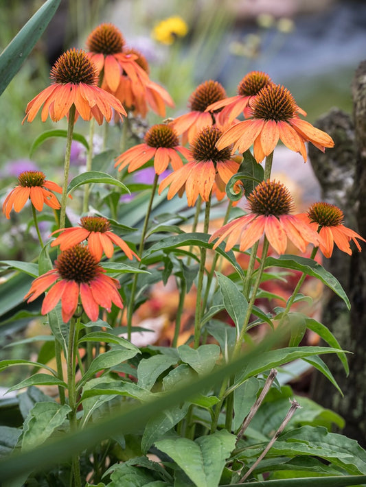 Jeżówka Echinacea 'Lakota Orange'